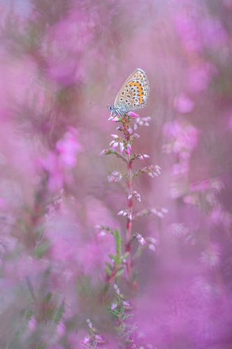 Heather blue, butterfly among the heather