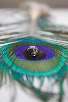 Peacock Spring