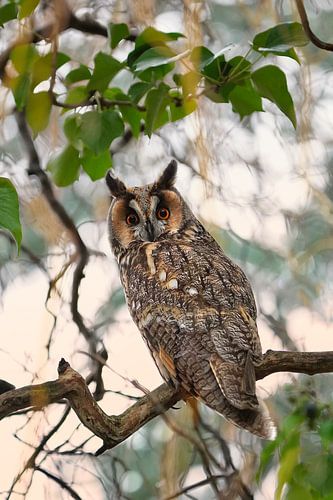 Rusty long-eared owl
