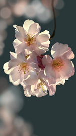 Kirschblüten im sanften Licht