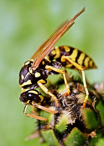 a wasp on a Protea bud