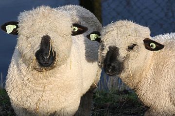 twee schapen van Kim van der Lee