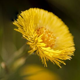 Pissenlit macro sur René Jonkhout