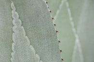 Nahaufnahme der Struktur auf Agavenblättern von Krijn van der Giessen Miniaturansicht