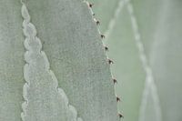 Close-up van structuur op Agave bladeren