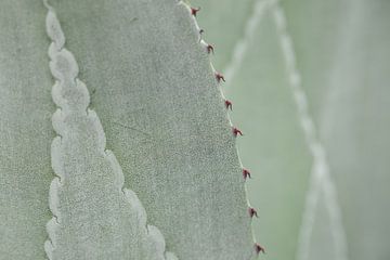 Close-up van structuur op Agave bladeren van Krijn van der Giessen