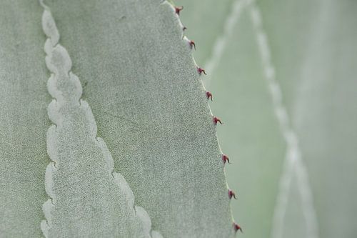 Close-up of structure on Agave leaves