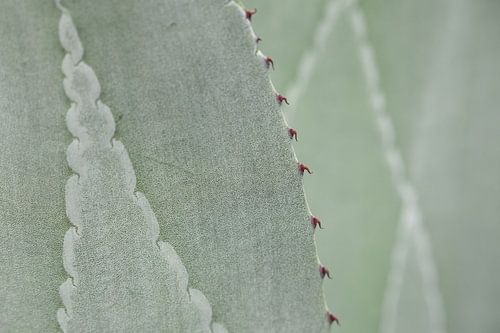 Close-up van structuur op Agave bladeren