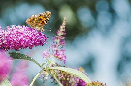 Thistle butterfly by Aimé de Clercq