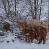 Schottischer Hochländer mit Kalb im Schnee... von Ans Bastiaanssen