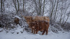 Schottischer Hochländer mit Kalb im Schnee...