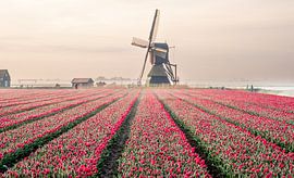 Windmill behind tulip field by Sidney van den Boogaard