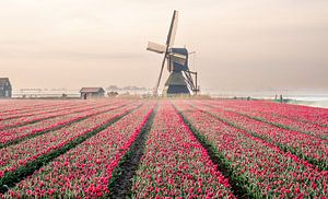 Moulin à vent derrière un champ de tulipes