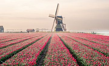 Moulin à vent derrière un champ de tulipes sur Sidney van den Boogaard