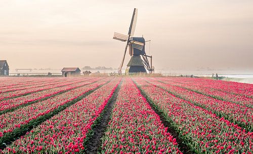 Windmolen achter tulpenveld