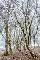 Dansende bomen