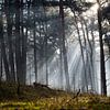 Le ciel s'ouvre et illumine la forêt sur Michel Geluk