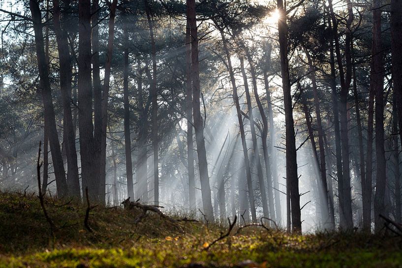 Le ciel s'ouvre et illumine la forêt par Michel Geluk