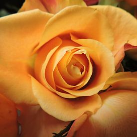 mooi by Angelique Wubben