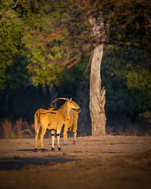 Elandantilope in het ochtendlicht van Tom Zwerver