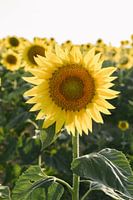 Veld vol gele zonnebloemen | Italië | Bloemen | Natuur | Reisfotografie