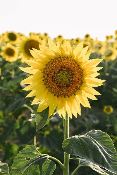 Field of yellow sunflowers | Italy | Flowers | Nature | Travel photography by Mirjam Broekhof