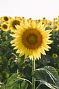 Veld vol gele zonnebloemen | Italië | Bloemen | Natuur | Reisfotografie van Mirjam Broekhof thumbnail