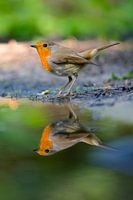 Robin reflection