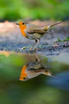 Robin reflection by Kingfisher.photo - Corné van Oosterhout