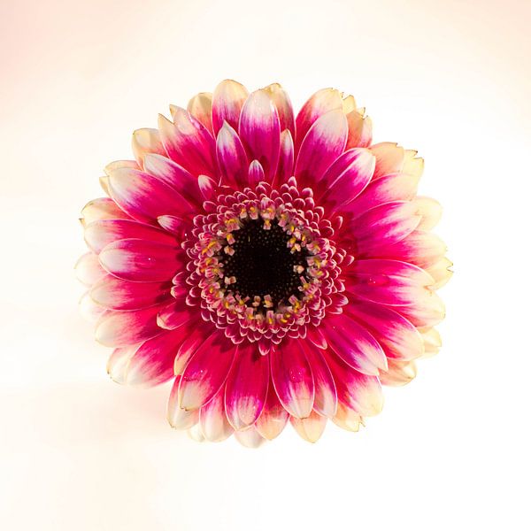 Pink Dream Lady par Mona Stut