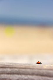 Lieveheersbeestje sur Mirjam Brons