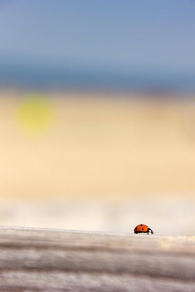 Lieveheersbeestje par Mirjam Brons