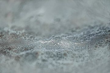 Wavy spider web with drops. 2 by Alie Ekkelenkamp