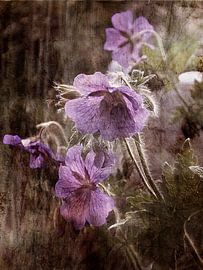 Geraniums by Claudia Gründler
