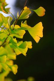 Autumn Ginkgo by Thomas Jäger