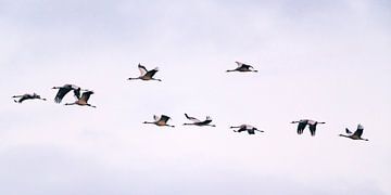 Kraanvogels vliegen in een zonsondergang tijdens de herfst