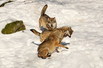Vechtende wolven in de sneeuw van Antwan Janssen