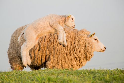Lente | Lammetje maakt lentesprong von Servan Ott