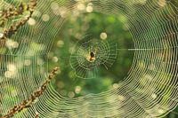 Spin op een web