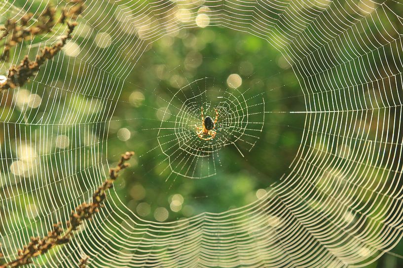 Spin op een web van Martien Wassink
