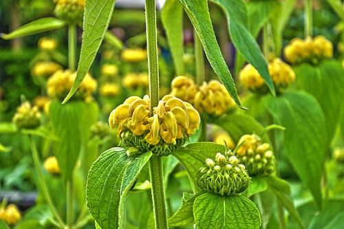 Phlomis in a city garden