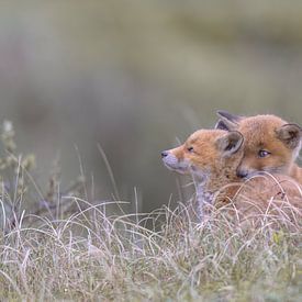 Zeit zum Kuscheln! von Larissa Rand