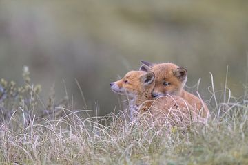 Knuffeltijd! van Larissa Rand