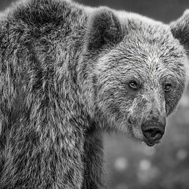 Portrait of a Brown Bear in black and white