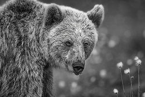 Porträt eines Braunbären in schwarz-weiß von Chris Stenger