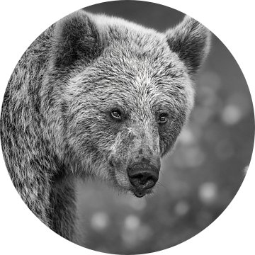 Portret van een Bruine beer in zwartwit van Chris Stenger