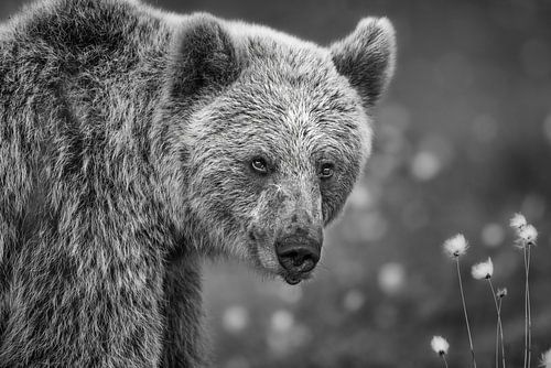 Portrait d'un ours brun en noir et blanc sur Chris Stenger