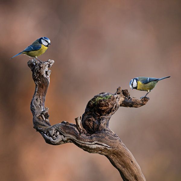 Blue Tit on Vine by Thomas Herzog