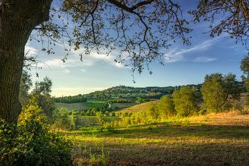 Oak Tree and Casale Marittimo Village in Alta Maremma, Tuscany by Stefano Orazzini