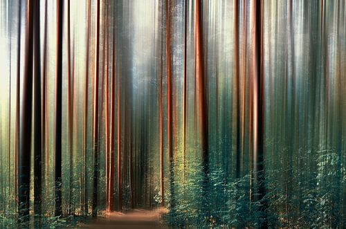 forêt magique